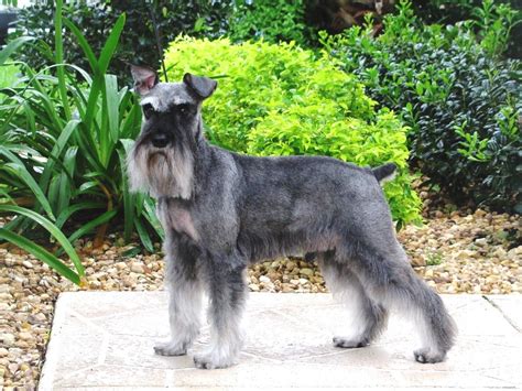 , black, Miniature Schnauzer with natural ears and a docked tail. . Texas schnauzer rescue